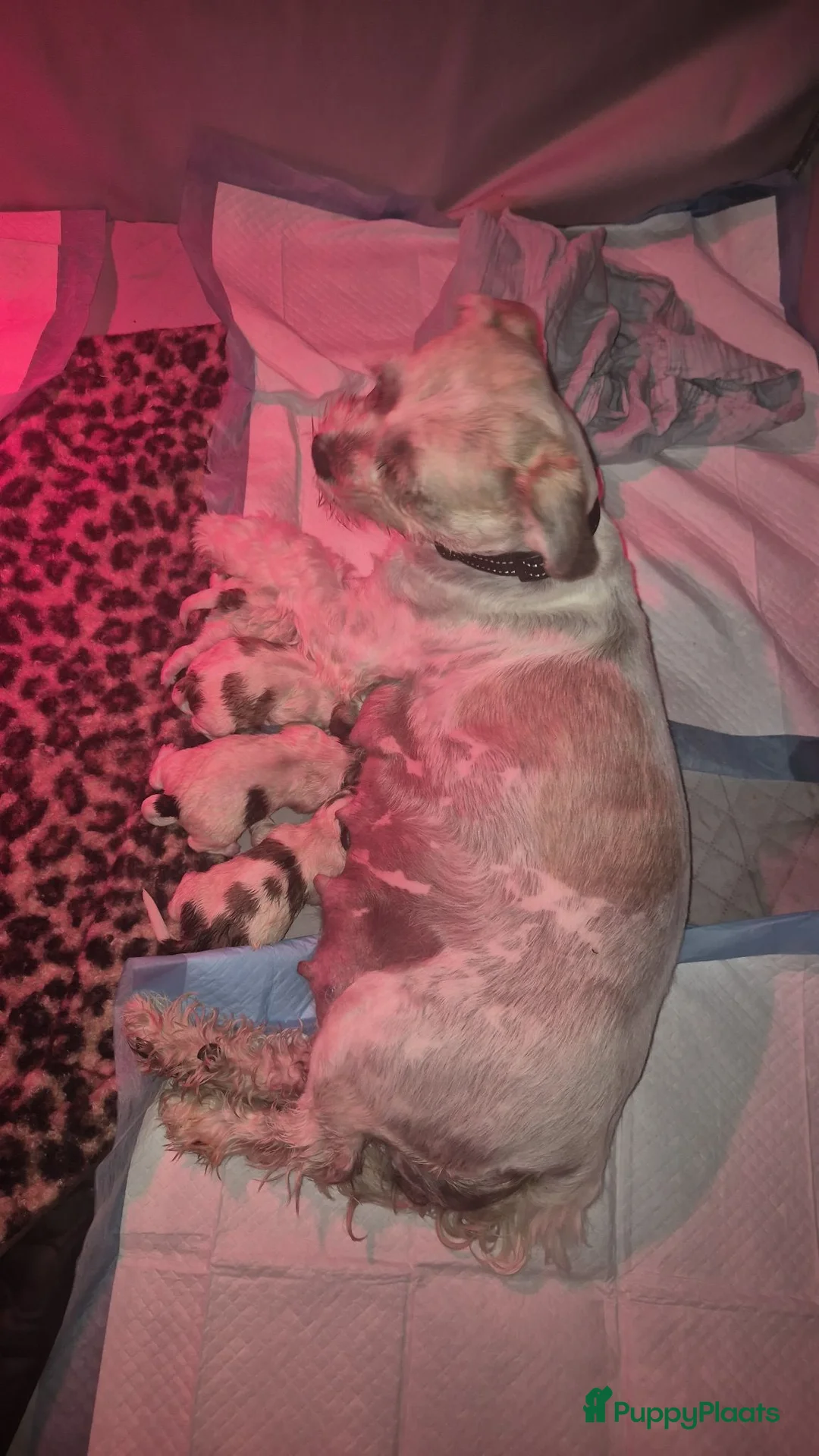 Boomer honden te koop: 5 gezonde puppy's geboren - Advertentie 2