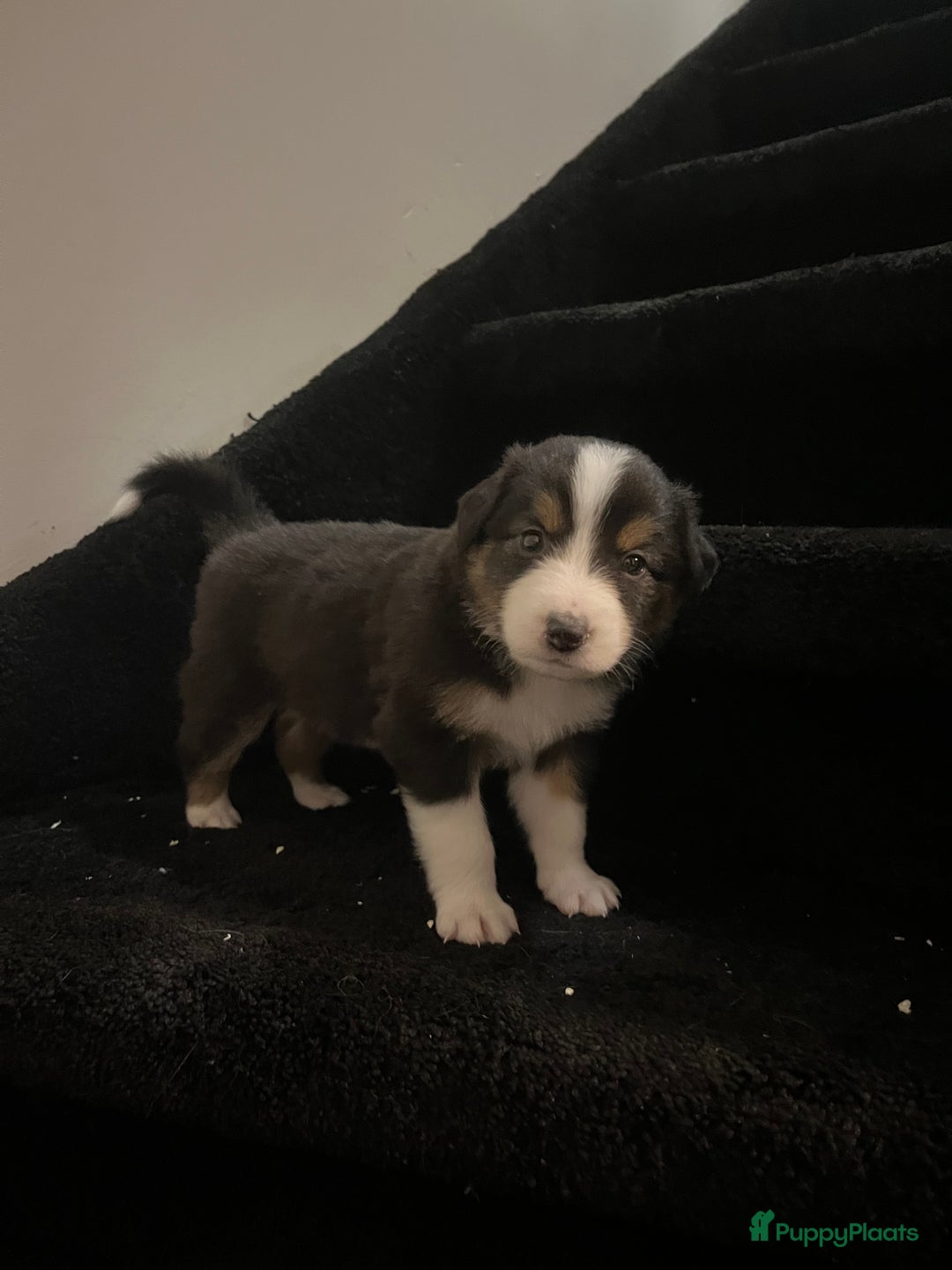 Australian Shepherd honden te koop: Raszuivere Australian Shepherd pups - Advertentie 4