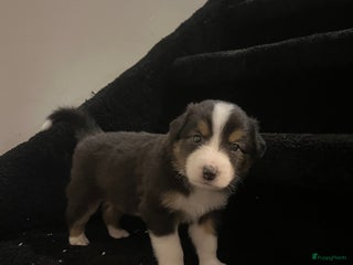 Australian Shepherd honden Raszuivere Australian Shepherd pups - Advertentie 10