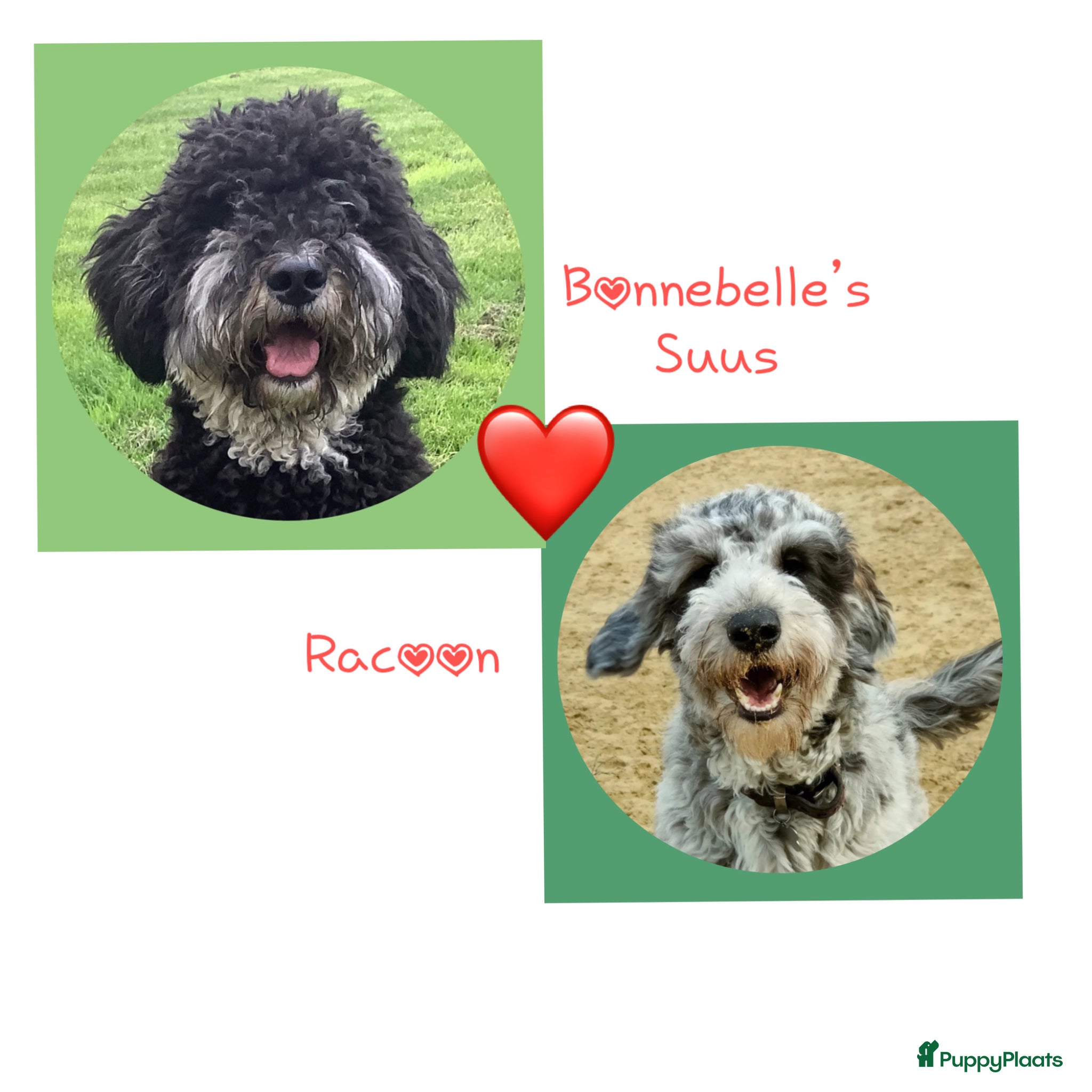 Bernedoodle honden unieke Bernedoodle pups - Advertentie 1