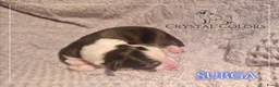 Australian Shepherd honden te koop: Australian Shepherd FCI/RvB Stamboom pups - Advertentie 2