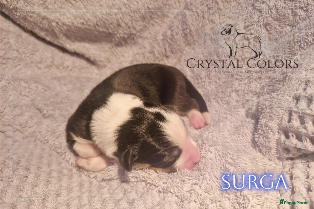 Australian Shepherd honden te koop: Australian Shepherd FCI/RvB Stamboom pups - Advertentie 2