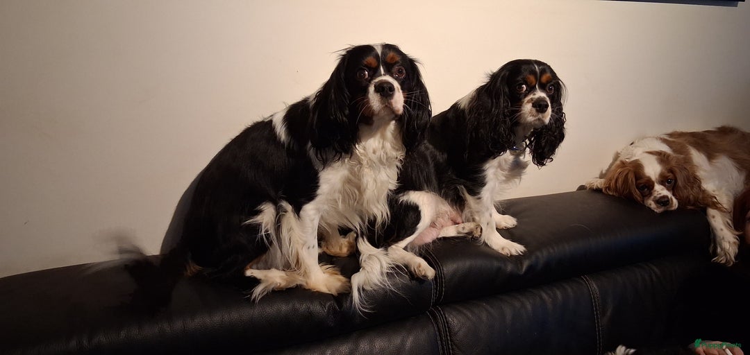 Galerij afbeelding {{count}}