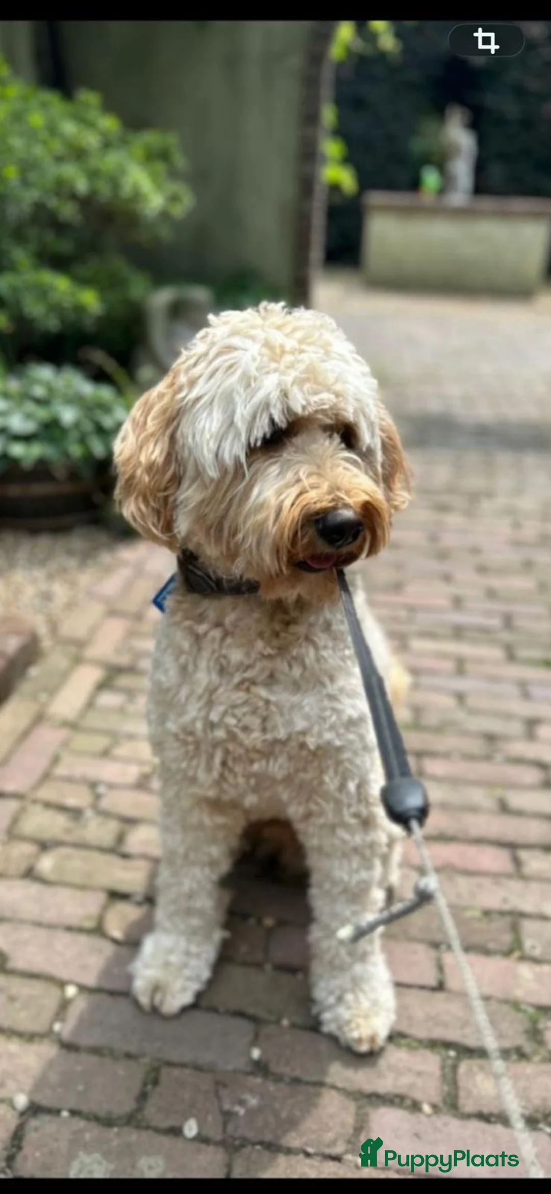 Australian Labradoodle honden te koop: Australian labradoodle (medium) - Advertentie 6