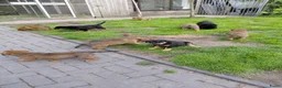 Kruising honden te koop: Rottweiler x moskovitische waakhond in De Westereen - Advertentie 3