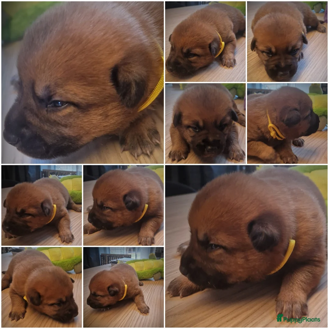 Kruising honden te koop: Hollandse Herder x Mechelaar - Cattle Dog Pup - Advertentie 5