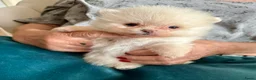 Pomeriaan honden te koop: Pomeriaan puppy's - Advertentie 10