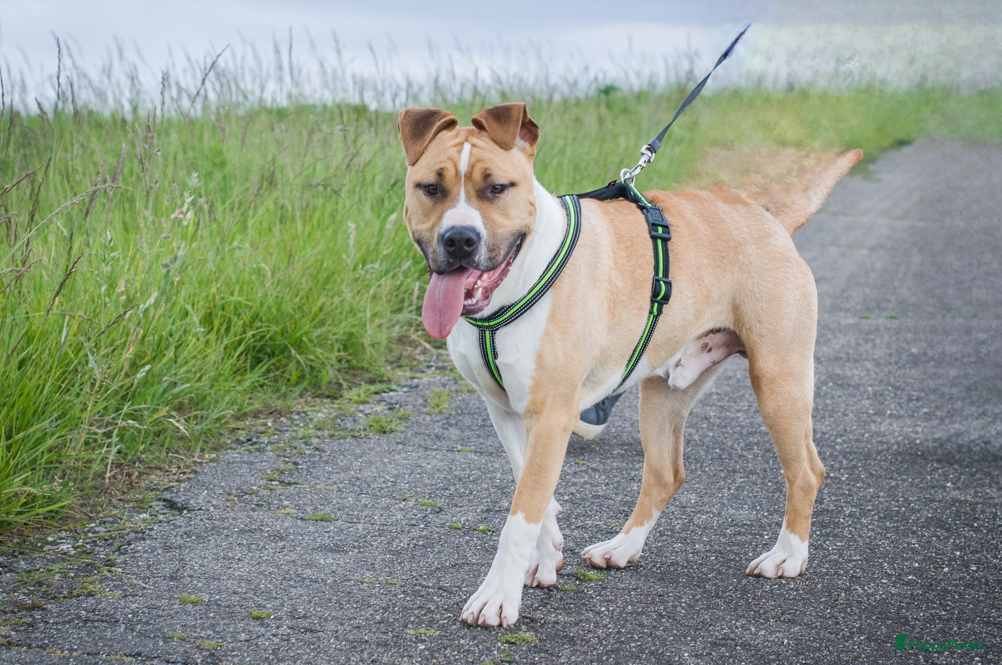 American Staffordshire Terriër honden American Staffordshire Terrier 9 maanden Reu FCI - Advertentie 1