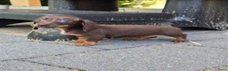 Dwergteckel honden te koop: Knapste teckel pups - Advertentie 8