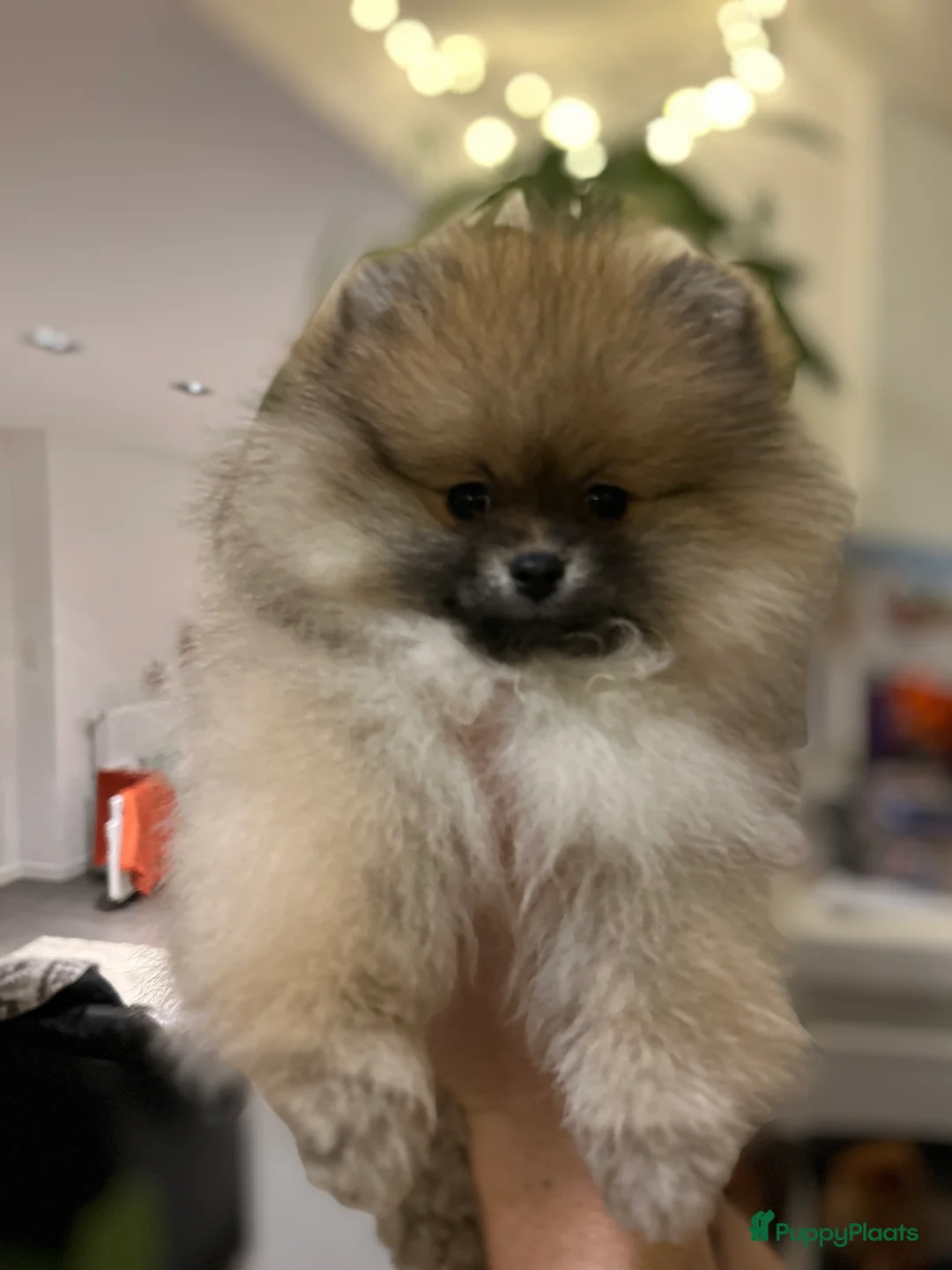 Pomeriaan honden te koop: ❤️Pomeranian❤️ - Advertentie 3