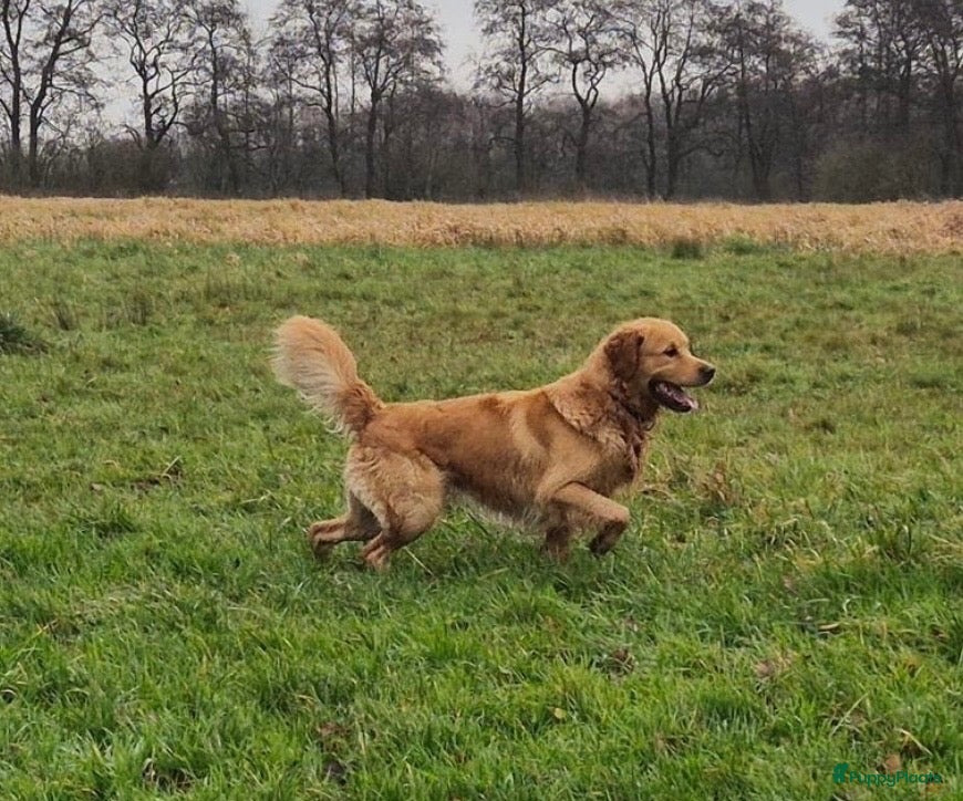 Goldador honden te koop: Golden retriever pups - Advertentie 2