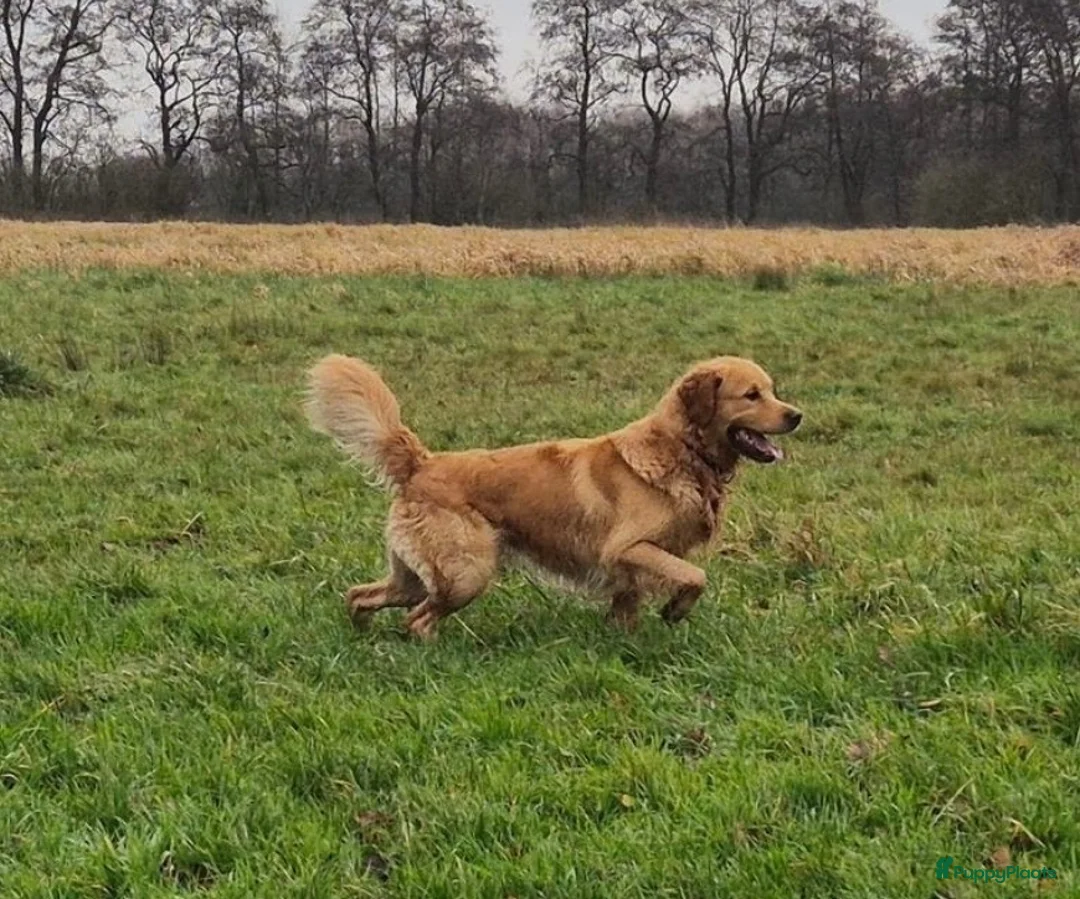 Goldador honden te koop: Golden retriever pups in Swifterbant - Advertentie 2