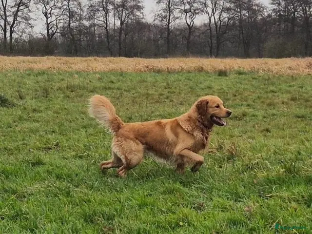 Goldador honden te koop: Golden retriever pups - Advertentie 2