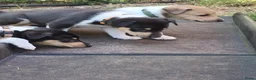 Schotse Herdershond korthaar honden te koop: Schotse herdershond korthaar pups - Advertentie 11