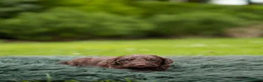 Labradoodle 1
