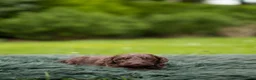 Labradoodle honden te koop: Prachtige multigen Labradoodles - Advertentie 13
