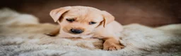 Kruising honden te koop: Labrador x Australian Shepherd pups te koop - Advertentie 13
