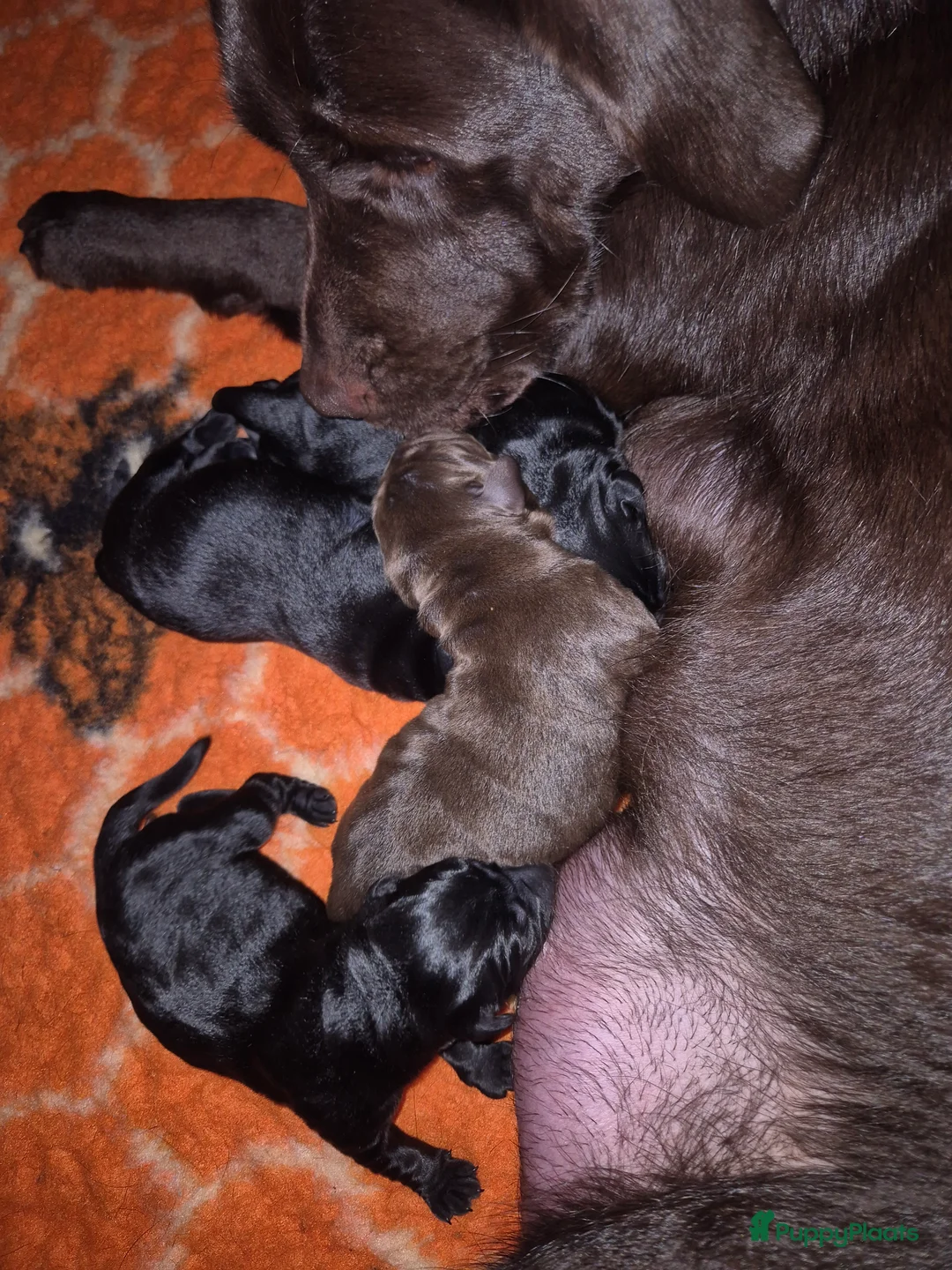 Labrador Retriever honden te koop: Labrador Retriever pups met stamboom  - Advertentie 13