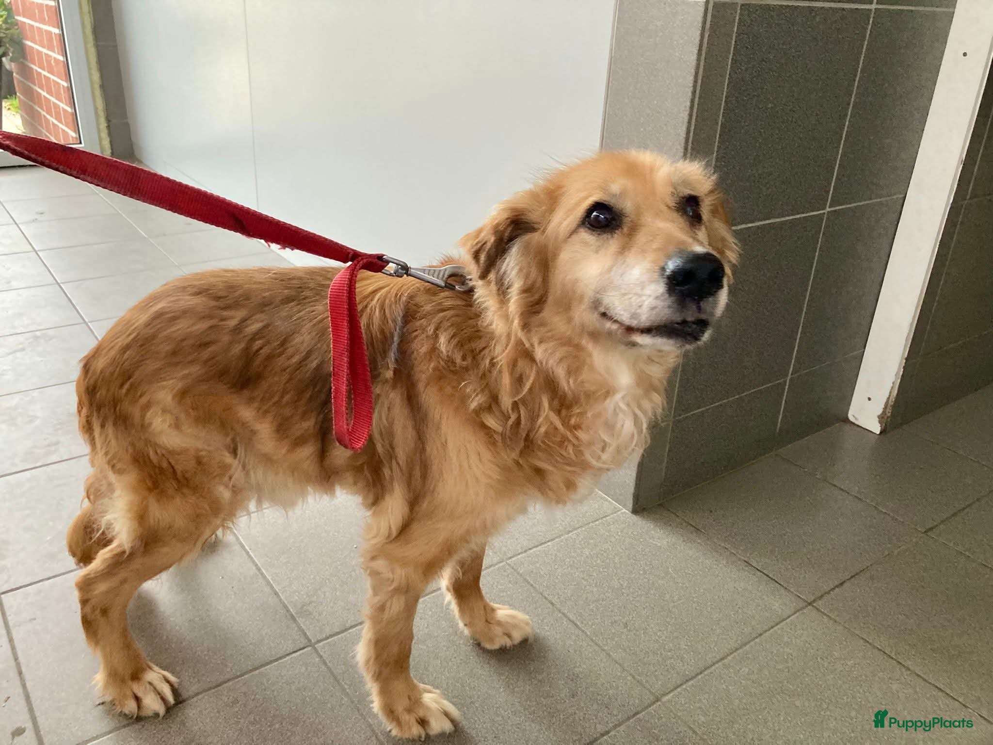 Kruising honden Italiaanse Mulino zoekt baasje - Advertentie 1