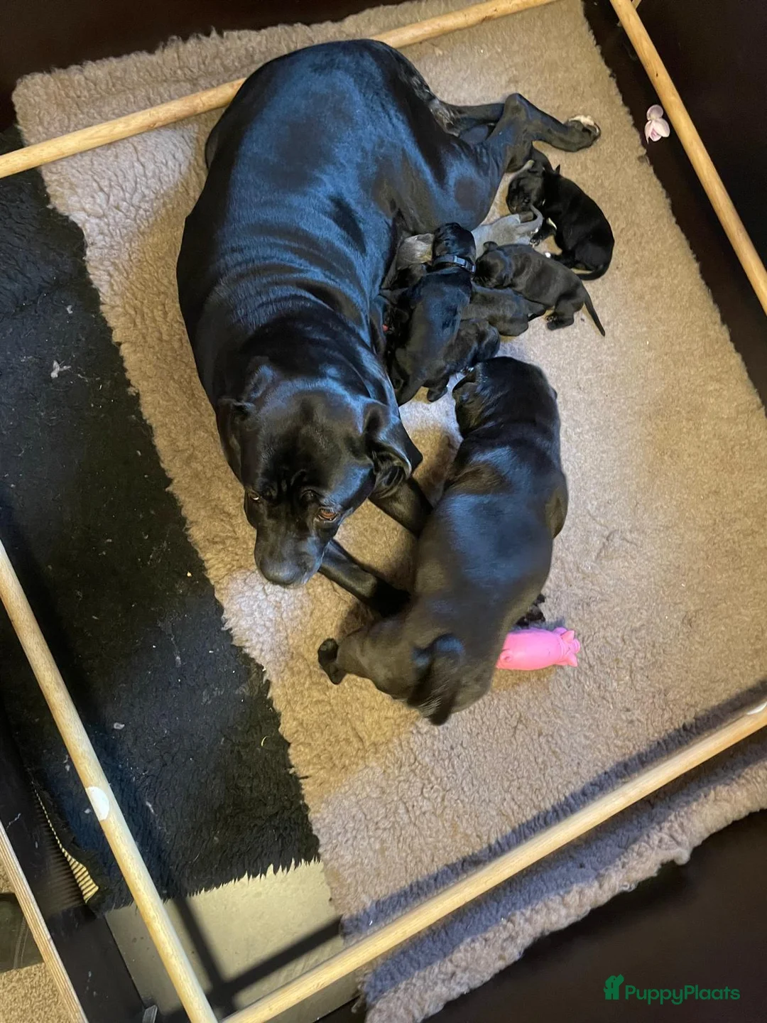 Cane Corso honden te koop: Prachtige CaneCorso's pups!  - Advertentie 14