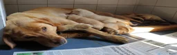 Labrador Retriever honden te koop: Leuke blonde labrador pups met stamboom - Advertentie 2