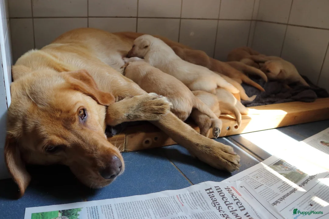 Labrador Retriever honden te koop: Leuke blonde labrador pups met stamboom - Advertentie 2
