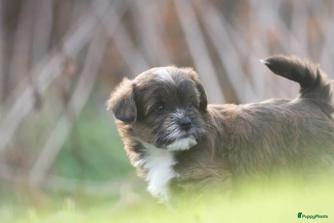 Shihpoo honden te koop: mooie kleinblijvende shihpoo doodle mini  - Advertentie 17