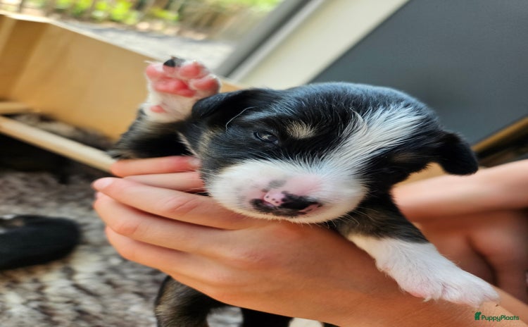 Australian Shepherd honden - Advertentie 2
