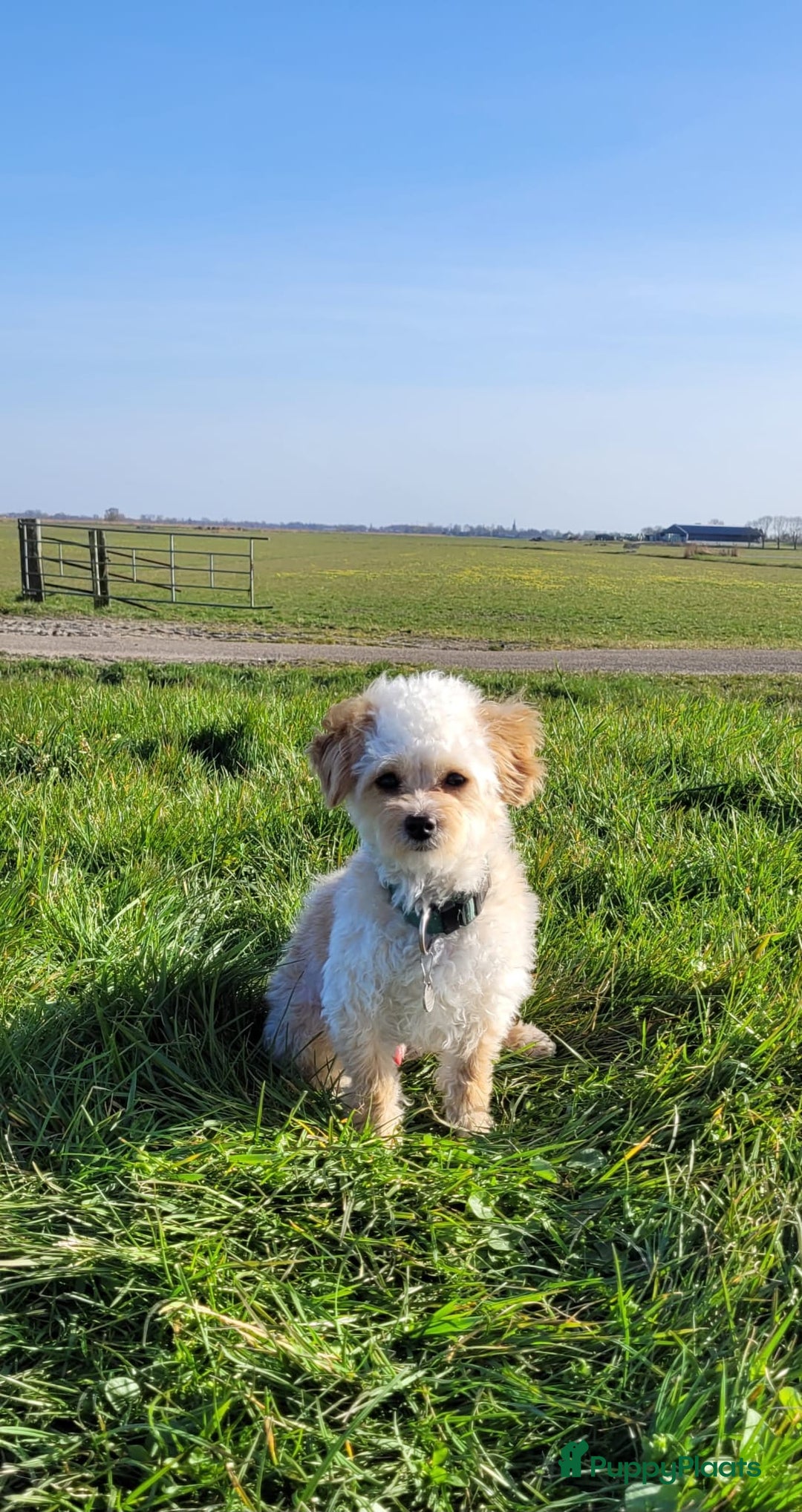 Maltipoo honden ter dekking: Toypoedel/Maltipoo dekreu, grote knuffelkont🥰 - Advertentie 7