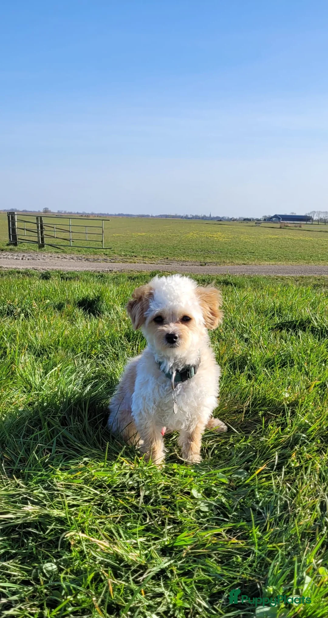 Maltipoo honden ter dekking: Toypoedel/Maltipoo dekreu, liefste knuffelkont🥰 - Advertentie 11
