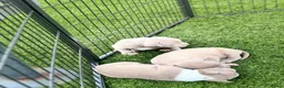 Amerikaanse Bully honden te koop: Amerikaanse pocket bully’s  in Oss - Advertentie 7