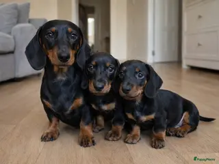 Teckel (korthaar) honden korthaar Teckel pups in Anna Paulowna - Advertentie 2