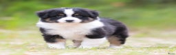 Australian Shepherd honden te koop: Mini Australian shepherd pups (MAS) - Advertentie 2