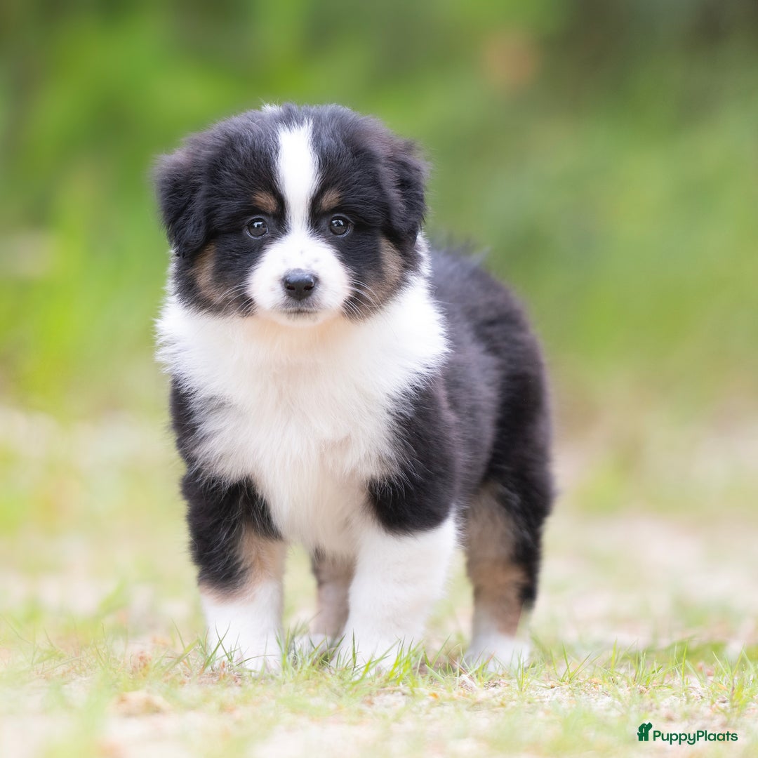 Australian Shepherd honden te koop: Mini Australian shepherd pups (MAS) - Advertentie 2