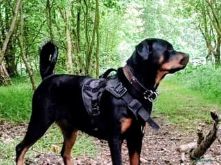 Rottweiler honden Rottweiler pups verwacht. - Advertentie 18