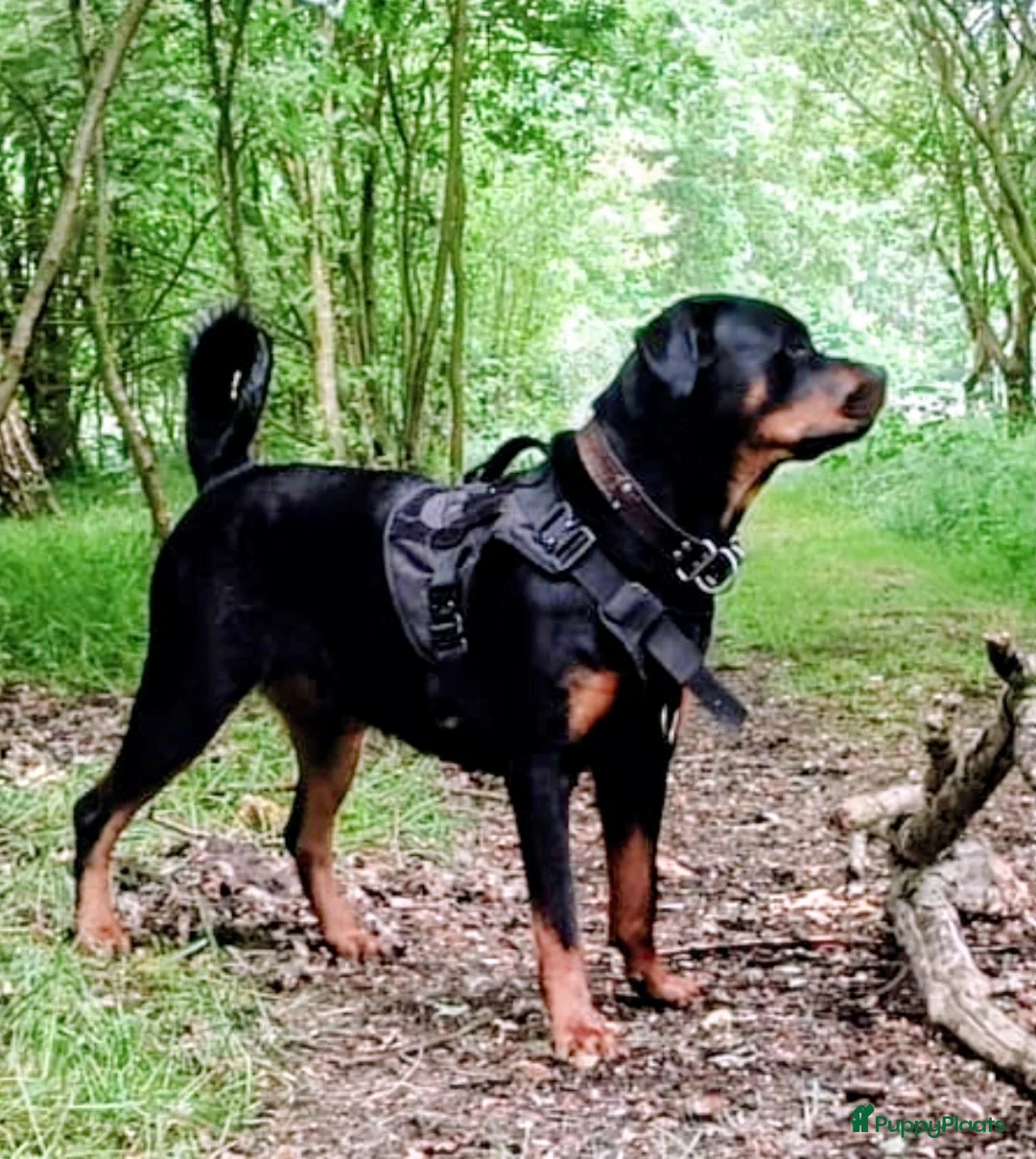Rottweiler honden te koop: Rottweiler pups verwacht. - Advertentie 1