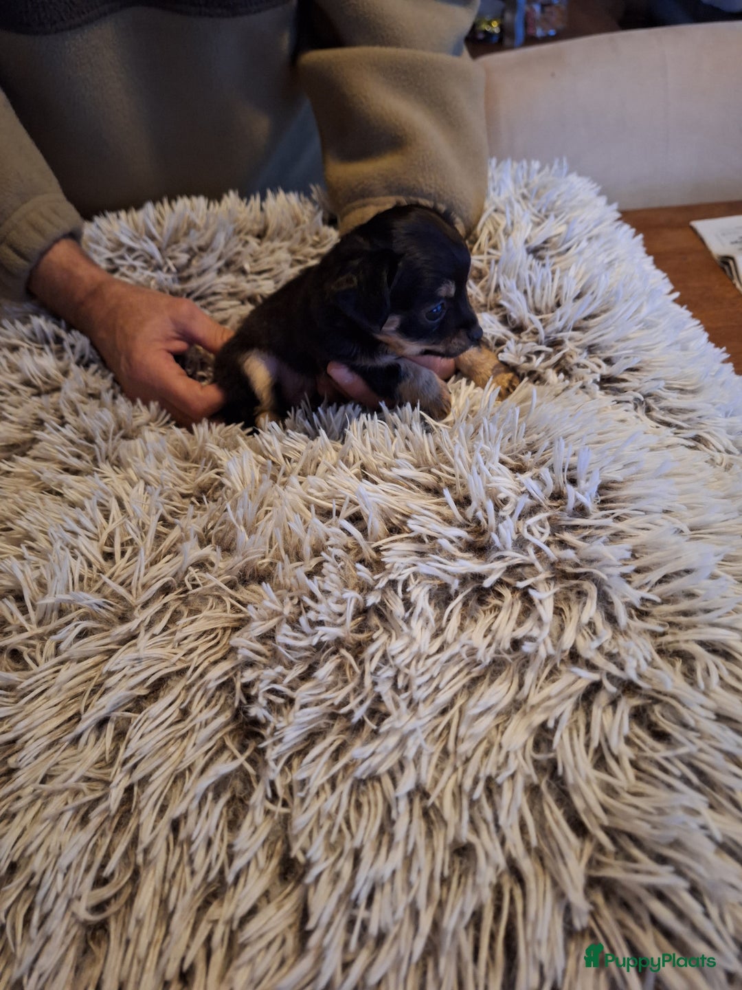 Chihuahua honden te koop: Raszuivere langharige chihuahua pupjes  - Advertentie 5