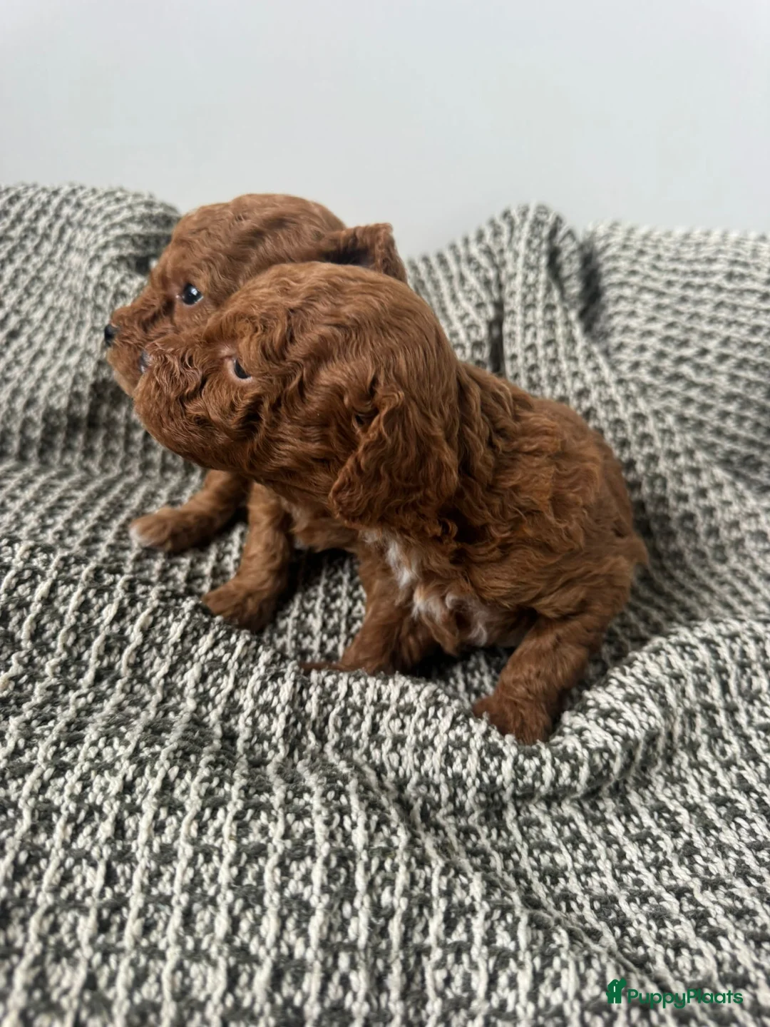 Poedel Toy honden te koop: Toypoedel pups te koop - Advertentie 3