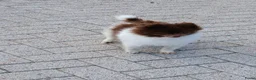 Pomeriaan honden ter dekking: Mooi pomeriaanreutje  - Advertentie 4