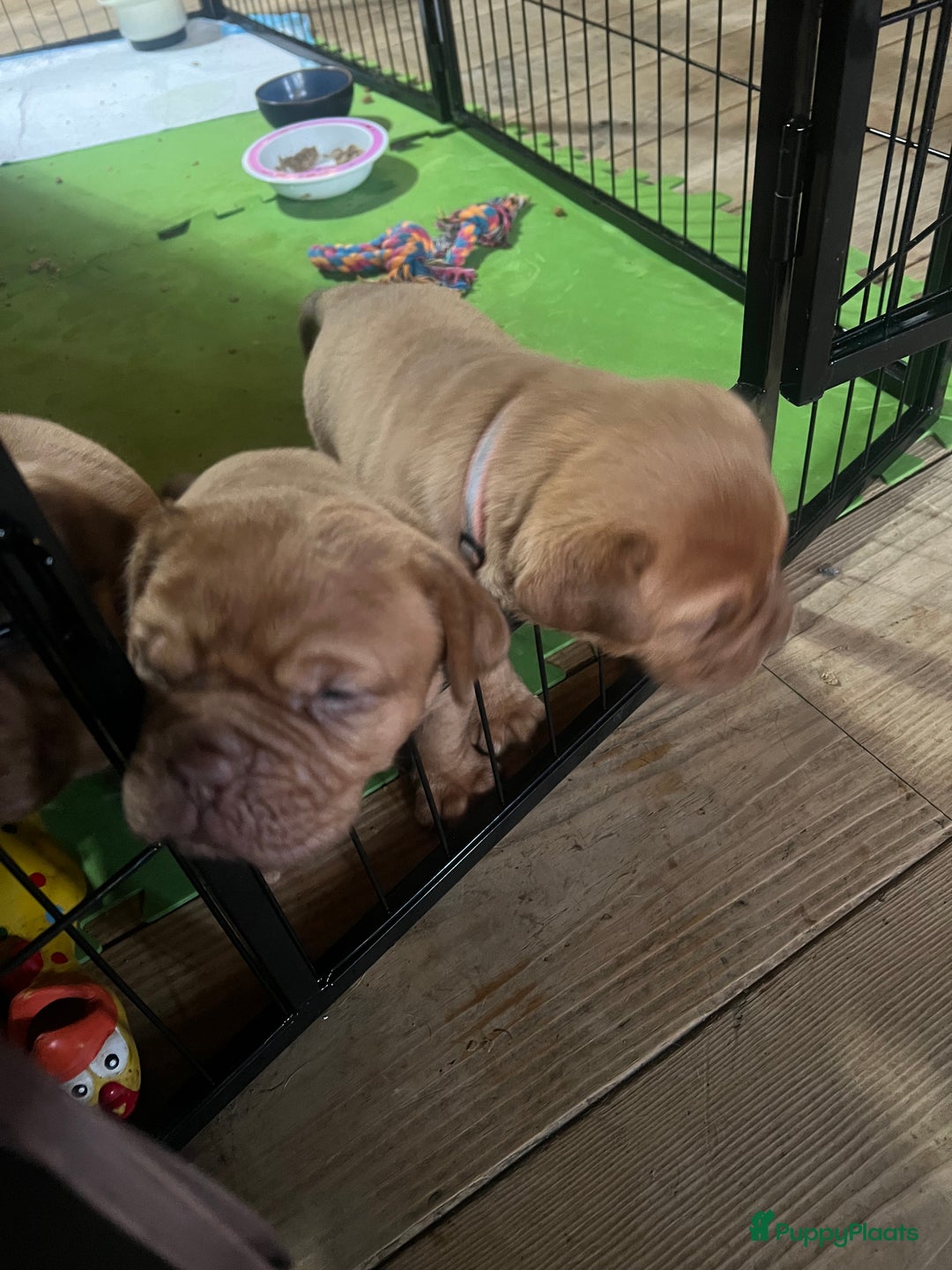 Bordeaux Dog honden te koop: Bordeauxdog puppy’s te koop in Lekkerkerk - Afbeelding 14