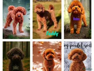 Poedel Toy honden toy/dwerg poedel dekreutjes met fci stamboom - Advertentie 16