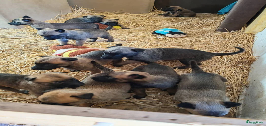 Galerij afbeelding {{count}}