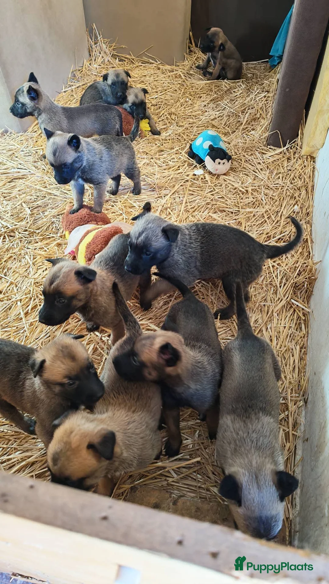 Galerij afbeelding {{count}}