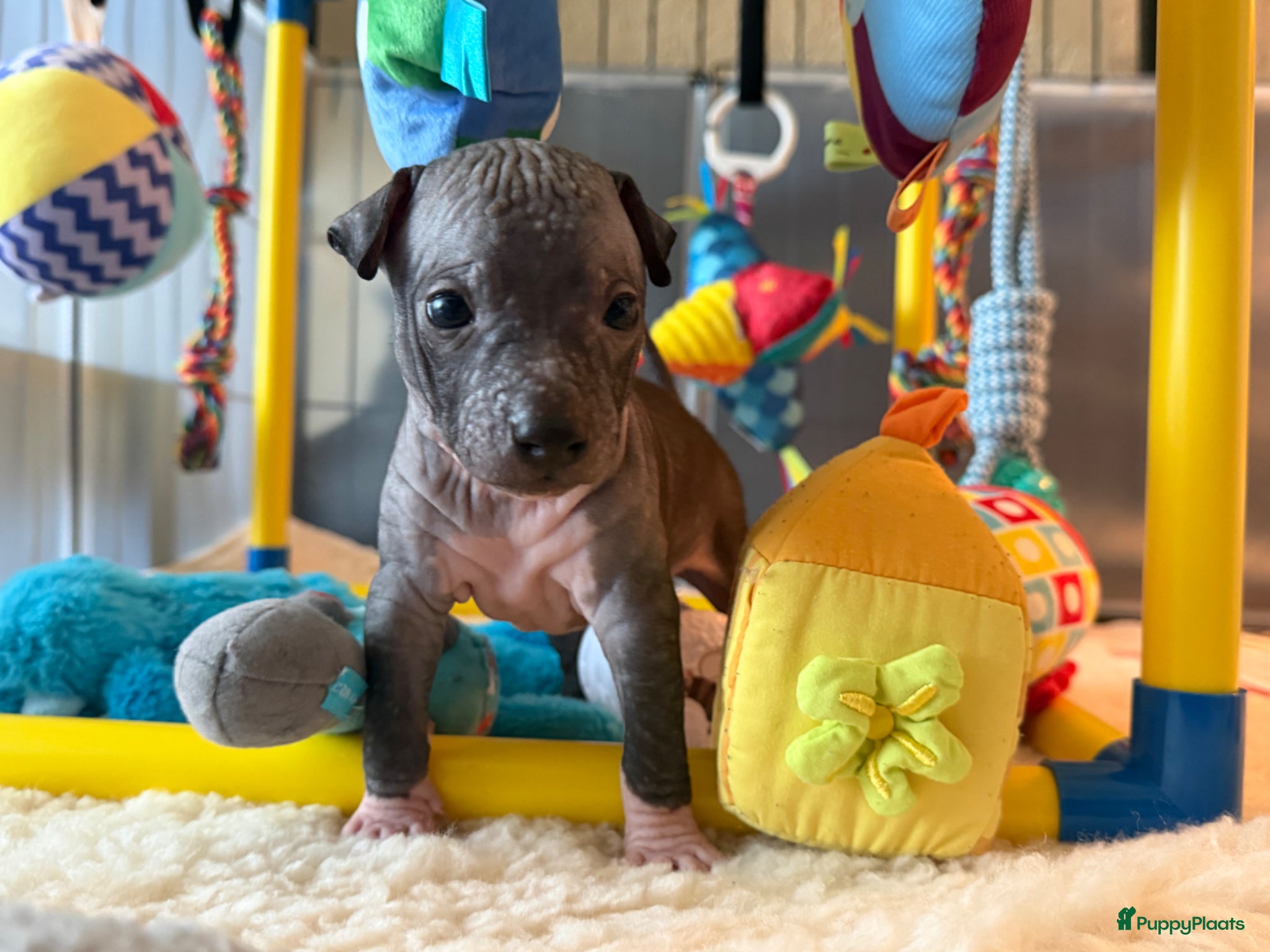 Amerikaanse Naakthond honden American hairless terrier / naakthond - Advertentie 1