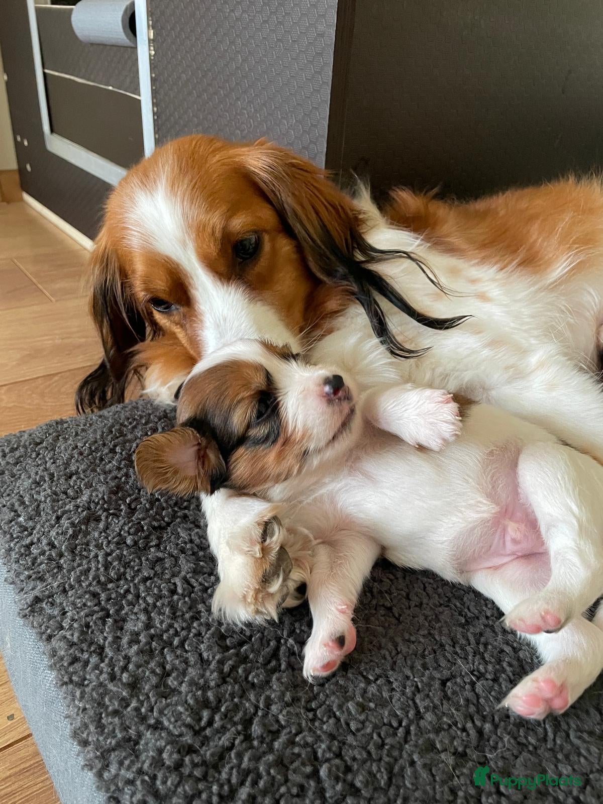 Kooikerhondje honden Raszuivere Kooiker pups alleen nog reutjes - Advertentie 2