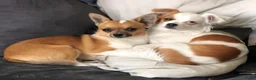 Chihuahua honden te koop: Chihuahua pups raszuiver te koop in Dongen - Advertentie 5