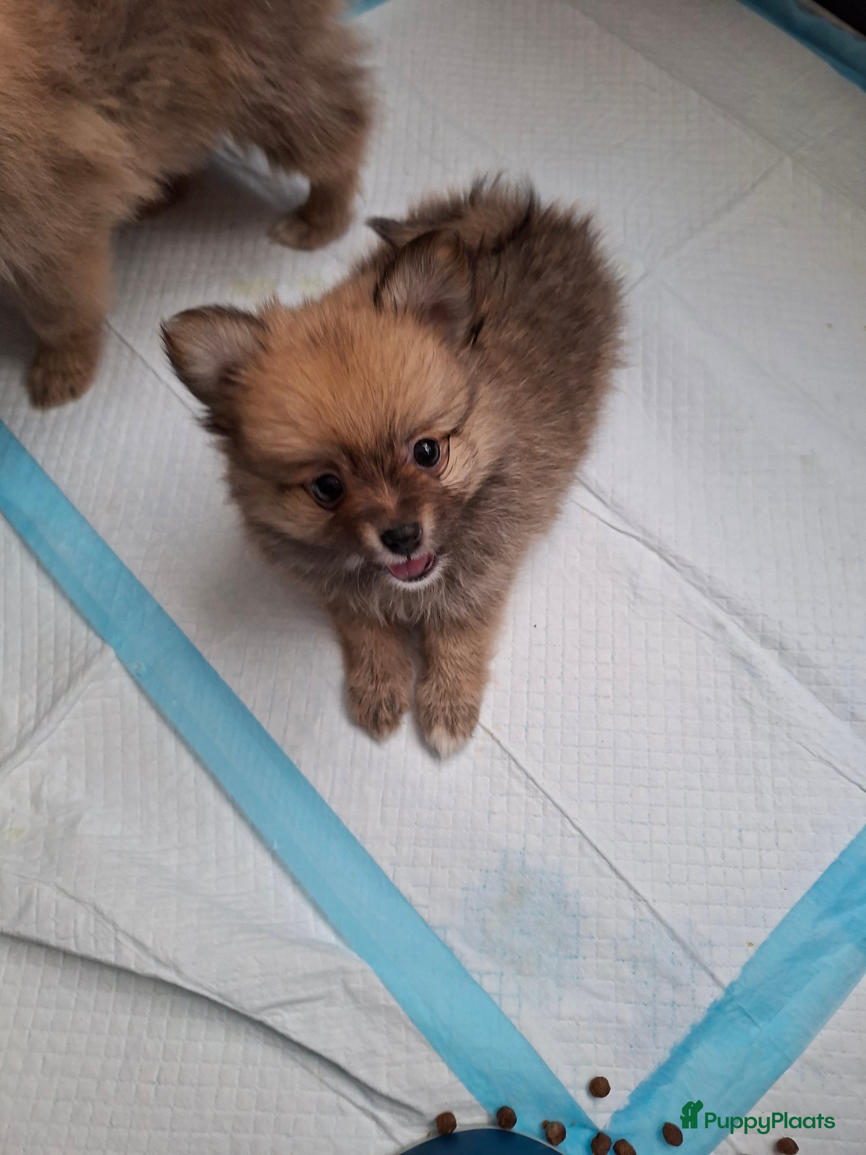 Pomeriaan honden Pomeriaan pups  - Advertentie 1