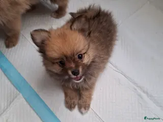 Pomeriaan honden Pomeriaan pups - Advertentie 1