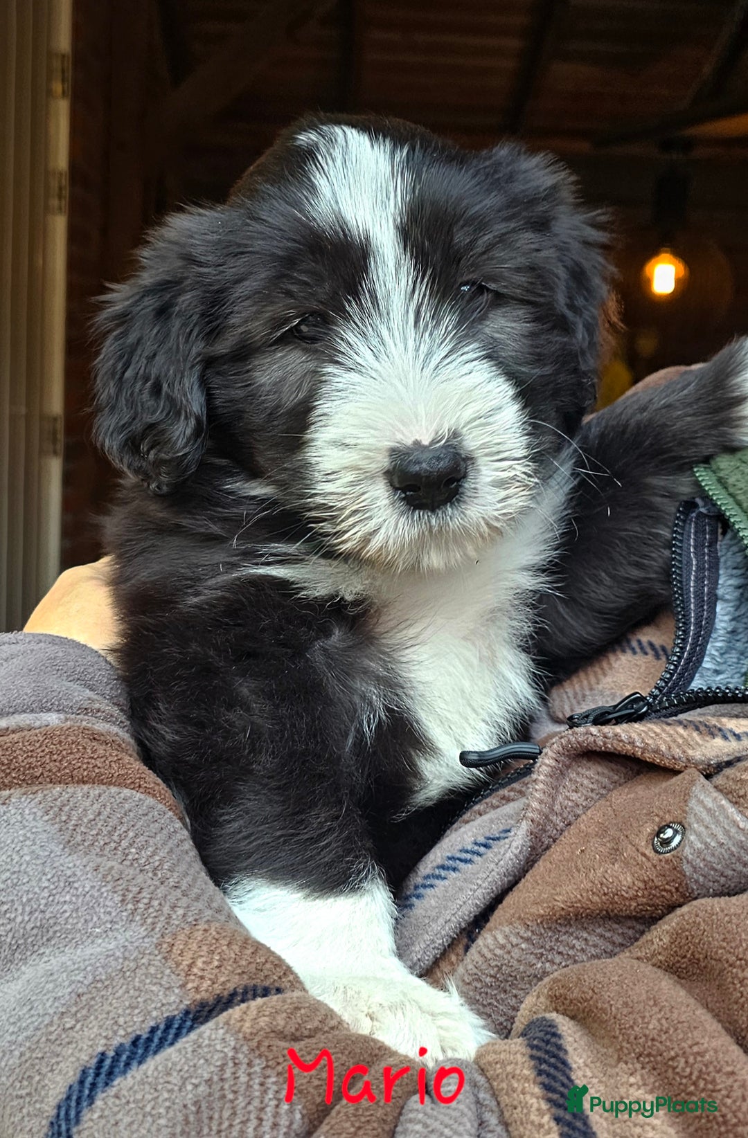 Bearded Collie honden te koop: Yoshi en Mario zoeken opnieuw hun gouden mandje! - Advertentie 4