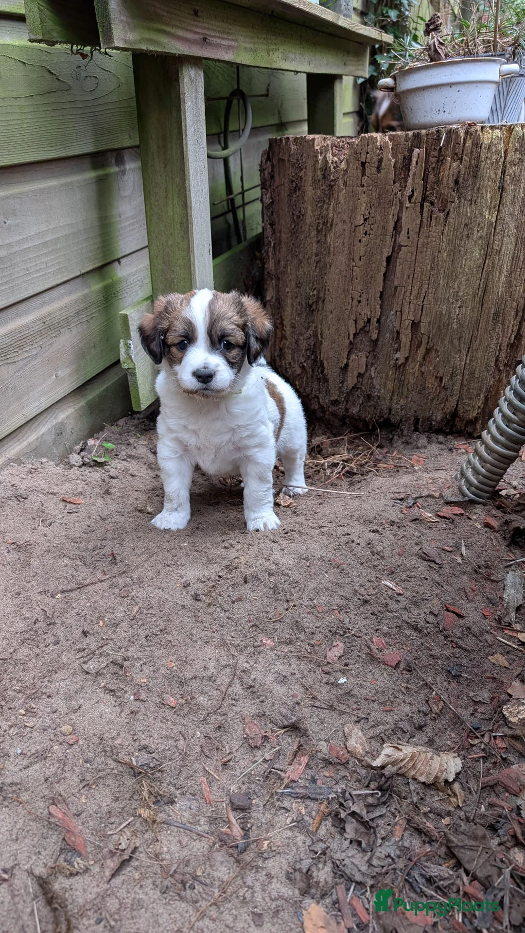Kooikerhondje honden te koop: Kooiker pups - Advertentie 11